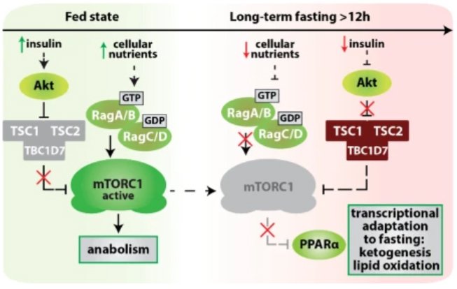 mTORC1 in adaptation to fasting.